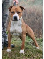 American Staffordshire Terrier, amstaff - Bred-by, Mojito