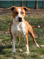 American Staffordshire Terrier Thelma (AtaxiaClear)