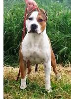 American Staffordshire Terrier, amstaff - Bred-by, Blaster (Ataxia Clear By Parental)