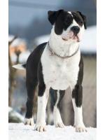 American Staffordshire Terrier Obelix (Ataxia Clear By Parental)