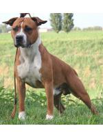 American Staffordshire Terrier, amstaff - Bred-by, River