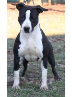 American Staffordshire Terrier Nevada (Ataxia Clear By Parental)