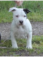American Staffordshire Terrier, amstaff - Bred-by, Pancho (Ataxia Clear By Parental HD-A ED0)