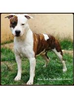 American Staffordshire Terrier, amstaff - Bred-by, Caio(Ataxia Clear By Parental)