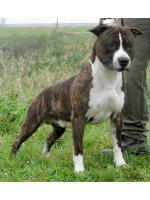 American Staffordshire Terrier Tobi (Ataxia Clear By Parental)