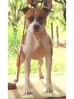 American Staffordshire Terrier Diva (Ataxia Clear By Parental)