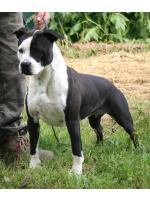 American Staffordshire Terrier Megan (Ataxia Carrier)