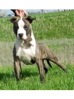 American Staffordshire Terrier, amstaff - Bred-by, Lucky