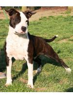 American Staffordshire Terrier, amstaff - Bred-by, Joy (Ataxia Clear By Parental)