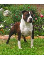 American Staffordshire Terrier, amstaff - Bred-by, Lion (Ataxia Clear by Parental) Cardio Normal 