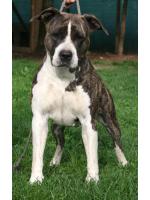 American Staffordshire Terrier Mg (Ataxia Clear)