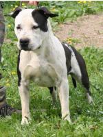 American Staffordshire Terrier, amstaff - Foundation, Luke (Ataxia Clear)