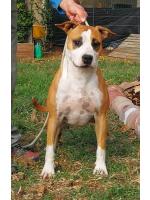 American Staffordshire Terrier, amstaff - Bred-by, Trudy