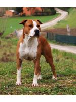 American Staffordshire Terrier, amstaff - Bred-by, Coffee