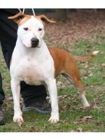 American Staffordshire Terrier, amstaff - Bred-by, Minnie (Ataxia Clear By Parental)