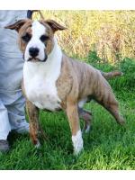 American Staffordshire Terrier, amstaff - Bred-by, Chico (Ataxia Clear By Parental)