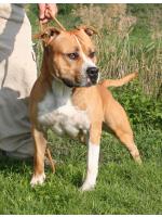American Staffordshire Terrier Jago (Ataxia Clear By Parental)