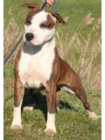 American Staffordshire Terrier, amstaff - Bred-by, Gold (Ataxia ClearBy Parental)