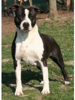 American Staffordshire Terrier Queen (Ataxia Clear)