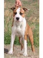 American Staffordshire Terrier, amstaff - Bred-by, Max