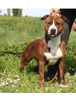 American Staffordshire Terrier Schiva (Ataxia Carrier)