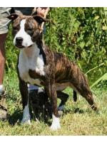 American Staffordshire Terrier Lady