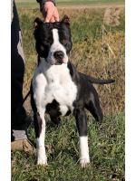 American Staffordshire Terrier, amstaff - Bred-by, Cobain (Ataxia Carrier) HD-A ED-0