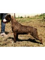 American Staffordshire Terrier, amstaff - Bred-by, Piuma (Ataxia Clear By Parental)