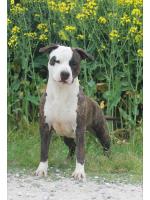 American Staffordshire Terrier, amstaff - Bred-by, Aloha (Ataxia Clear By Parental) HD B ED 0 