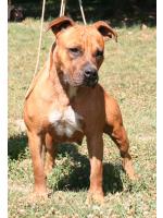 American Staffordshire Terrier Foxy (Ataxia Clear)