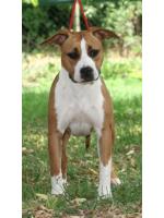 American Staffordshire Terrier, amstaff - Bred-by, Diva