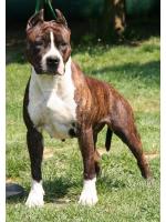 American Staffordshire Terrier Chica (Ataxia Clear)