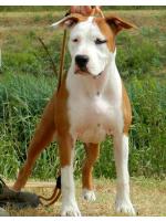 American Staffordshire Terrier, amstaff - Bred-by, Apple HD-A ED-0