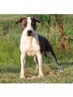 American Staffordshire Terrier Maya (ataxia Clear By Parental)