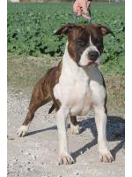 American Staffordshire Terrier, amstaff - Males, Tiger (Ataxia Clear By Parental) HD A ED 0