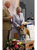 American Staffordshire Terrier, amstaff - Campioni, Flora 