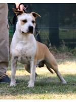 American Staffordshire Terrier Homer (Ataxia Clear By Parental)