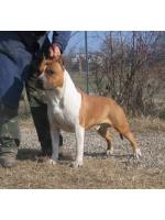 American Staffordshire Terrier Doc