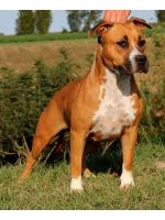 American Staffordshire Terrier, amstaff - Bred-by, Alaska (Ataxia Clear By Parental)