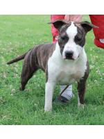 American Staffordshire Terrier, amstaff - Bred-by, Baby