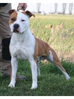 American Staffordshire Terrier, amstaff - Bred-by, Darko (Ataxia Clear By Parental)