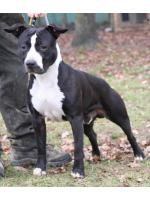American Staffordshire Terrier, amstaff - Bred-by, Nietzsche (Ataxia Clear By Parental)