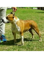 American Staffordshire Terrier, amstaff - Bred-by, Charlie (Ataxia Clear)