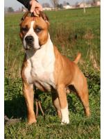 American Staffordshire Terrier Speed (Ataxia Clear)HD-A ED-0 